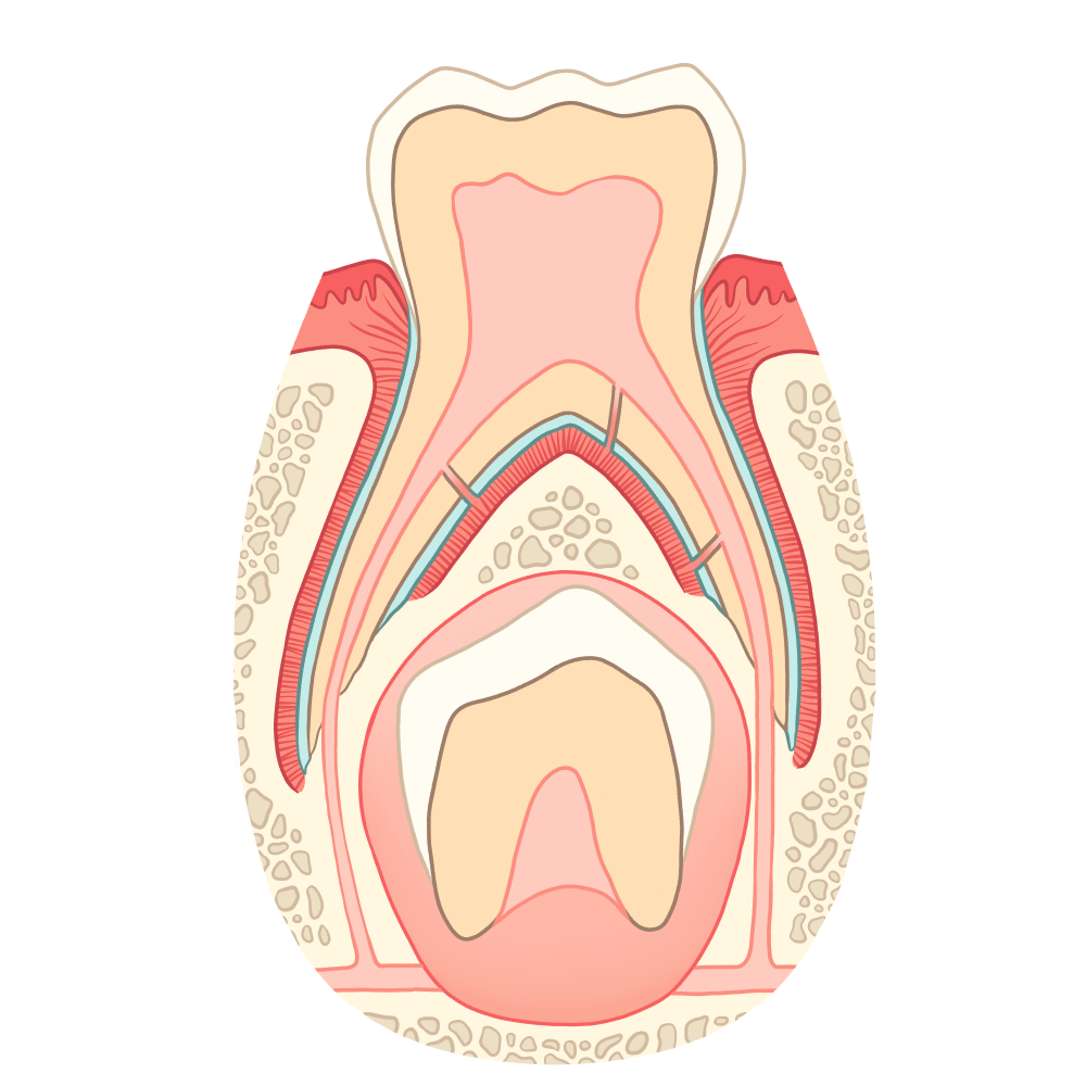 1 anatomie dent temp v1
