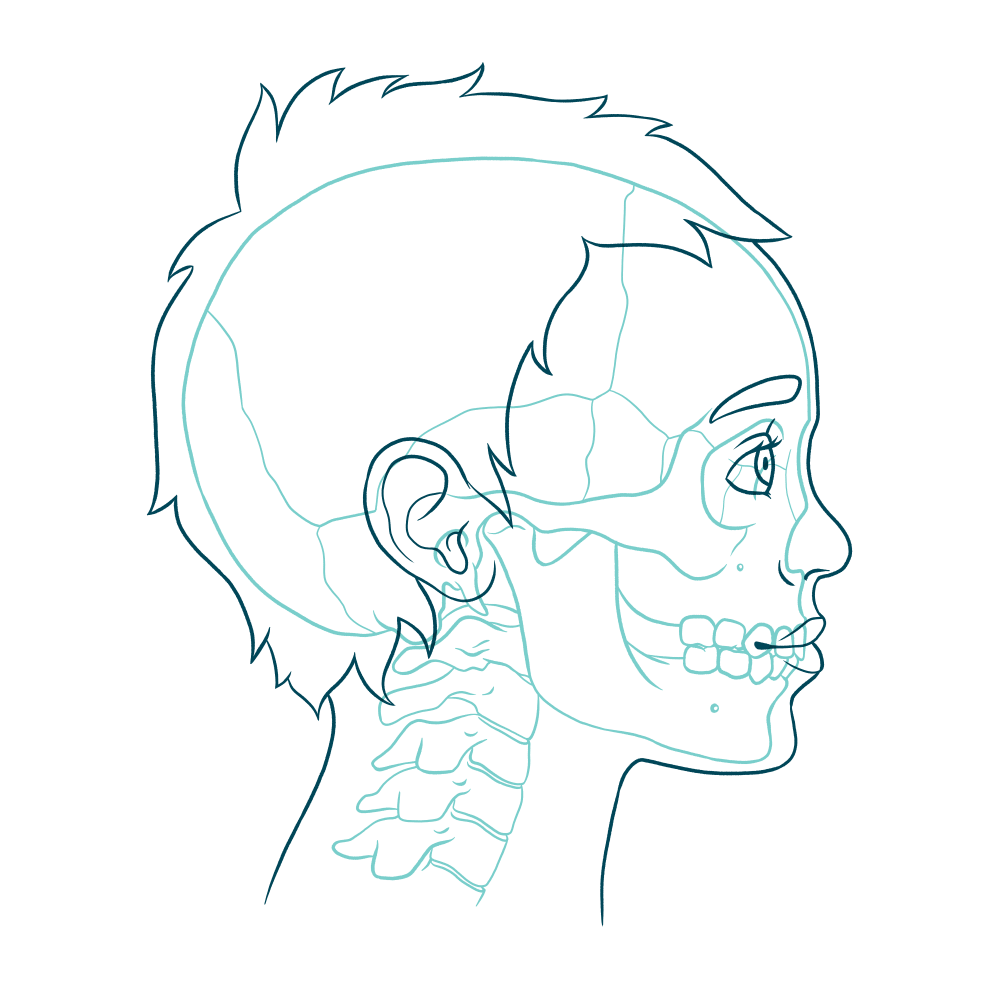 4 Squelette craniofacial global