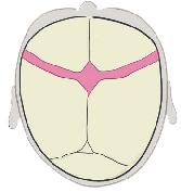 Livret CRANIOST Brachycéphalie