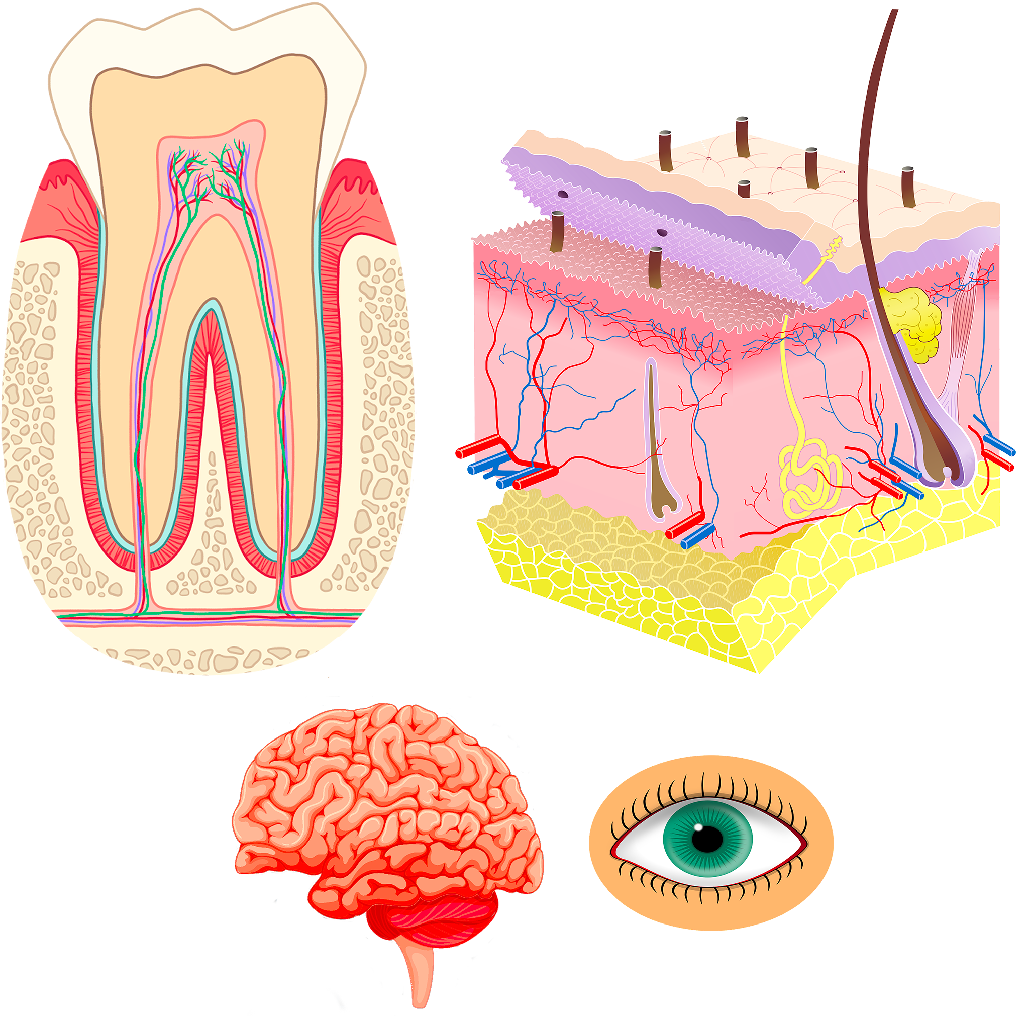 Visuel peau dent cerveau oeil 2048px